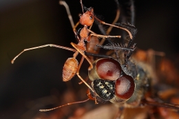 Ant Vs Dragonfly 