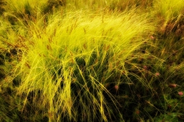 Meadow Grass 
