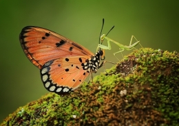 butterfly meet mantis 
