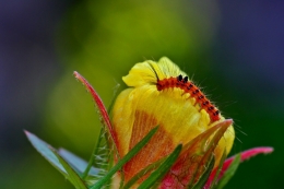 flowers n Caterpillars 