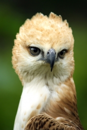 Changable Hawk Eagle Light Morph 