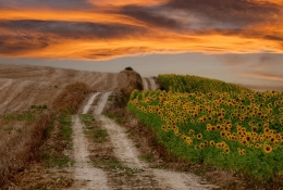 Colline Sienesi 