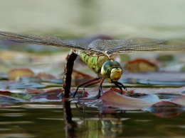The Smiling Dragonfly 