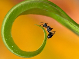 Ant and Circle 