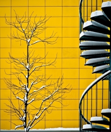 Tree and Stair  