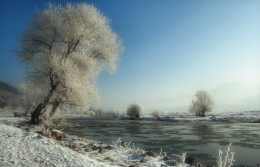 frosty morning 