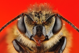 Unshaved Bee 