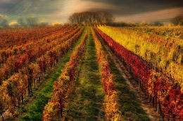 Vineyard painted by autumn 
