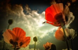 Bee and a poppy 