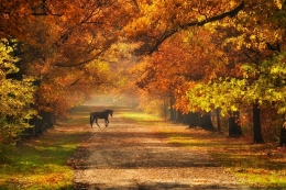 Autumnal Reverie... 