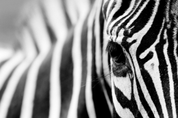 zebra pattern 