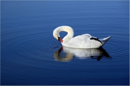 Swan meditation 