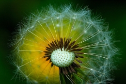 Taraxacum 