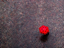 urban ladybug 