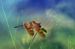 Golden Dragonfly 