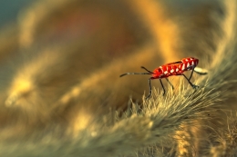 Red Bug 