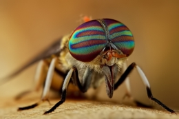 Stripped-Eyes Horsefly 