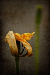 Overbloom tulip 