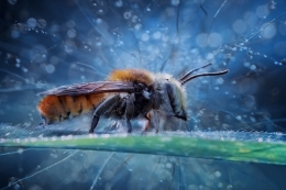 Amazing Bee 