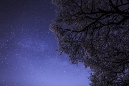 Cherry blossoms and　Summer Triangle 