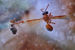 Ant versus Bee 