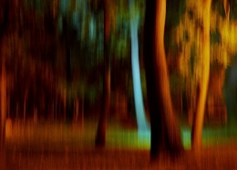 Forest Of Dancing Trees 
