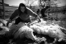 the hairdresser 