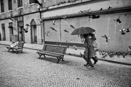 between rain and pigeons 