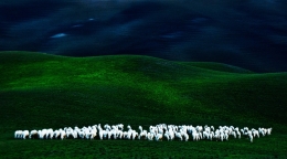 133 white sheep (about !) 