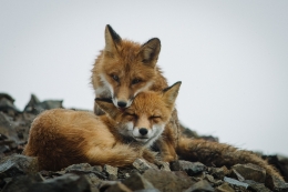 fox tenderness 