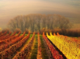 Moravian vineyard 