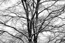 The rime on trees 