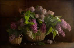 Lilac bouquet of spring 