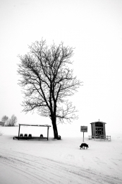 winter dog 