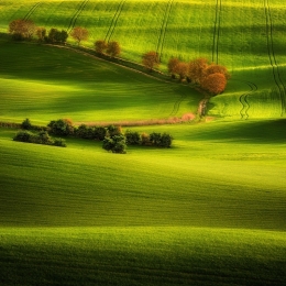 Green Fields... 