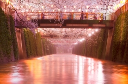Cherry Blossoms River 