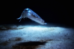 cuttlefish 