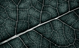Leaf texture 