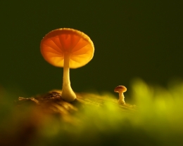 The Glowing Mushrooms 