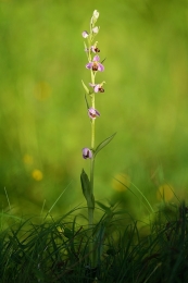 a solitary wild pink orchid 