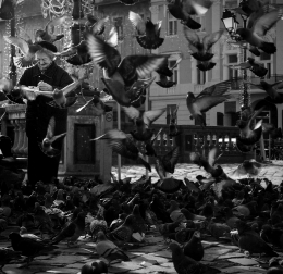 a feast for the pigeons 