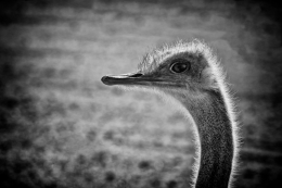 Ostrich portrait 