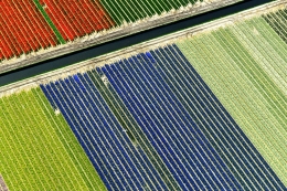 White bird flying above the tulips fields 