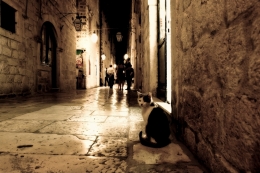 Cat in alley 