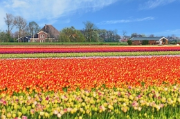 Multi-tulips 