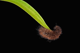 Acrobatic caterpillar 
