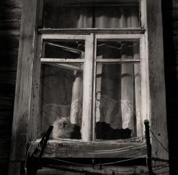 Cat on a window 