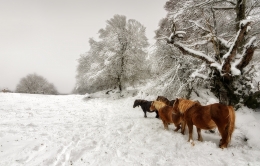 First Snow in Fall II 