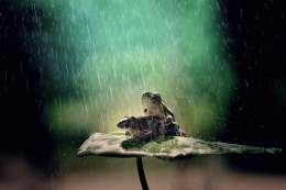 Romantic Frog 
