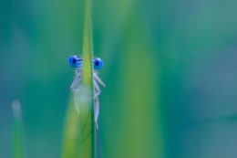 Morning shyness 